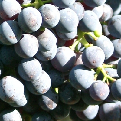 Cabernet Carbon Beeren